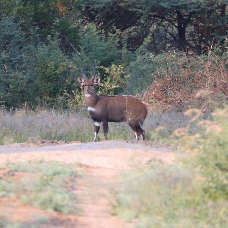 Ngangane Lodge & Reserve フランシスタウン エクステリア 写真