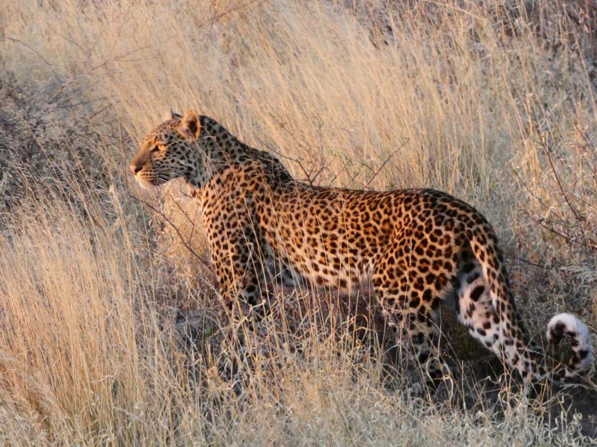 Ngangane Lodge & Reserve フランシスタウン エクステリア 写真