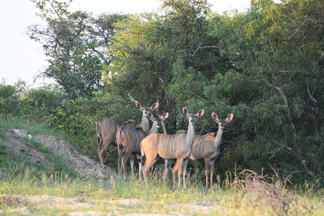 Ngangane Lodge & Reserve フランシスタウン エクステリア 写真