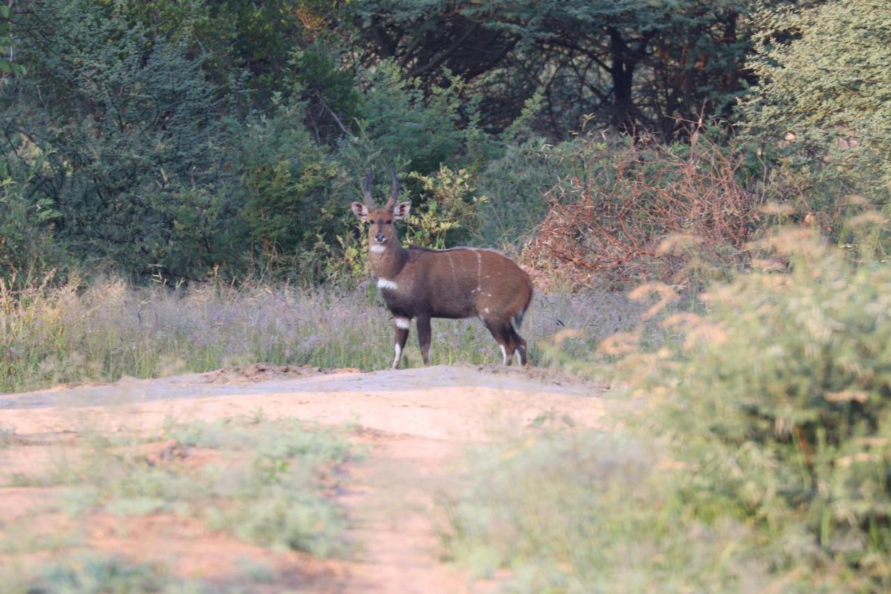 Ngangane Lodge & Reserve フランシスタウン エクステリア 写真