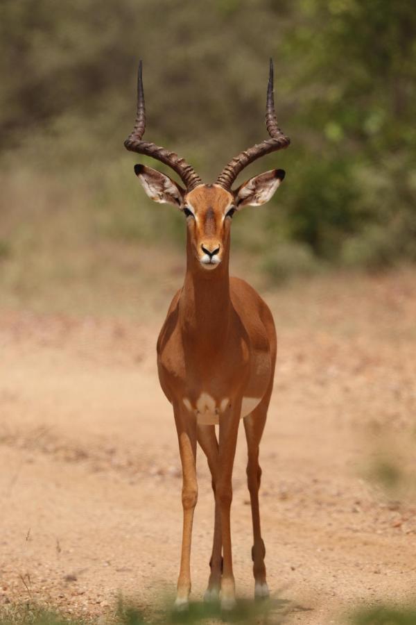 Ngangane Lodge & Reserve フランシスタウン エクステリア 写真