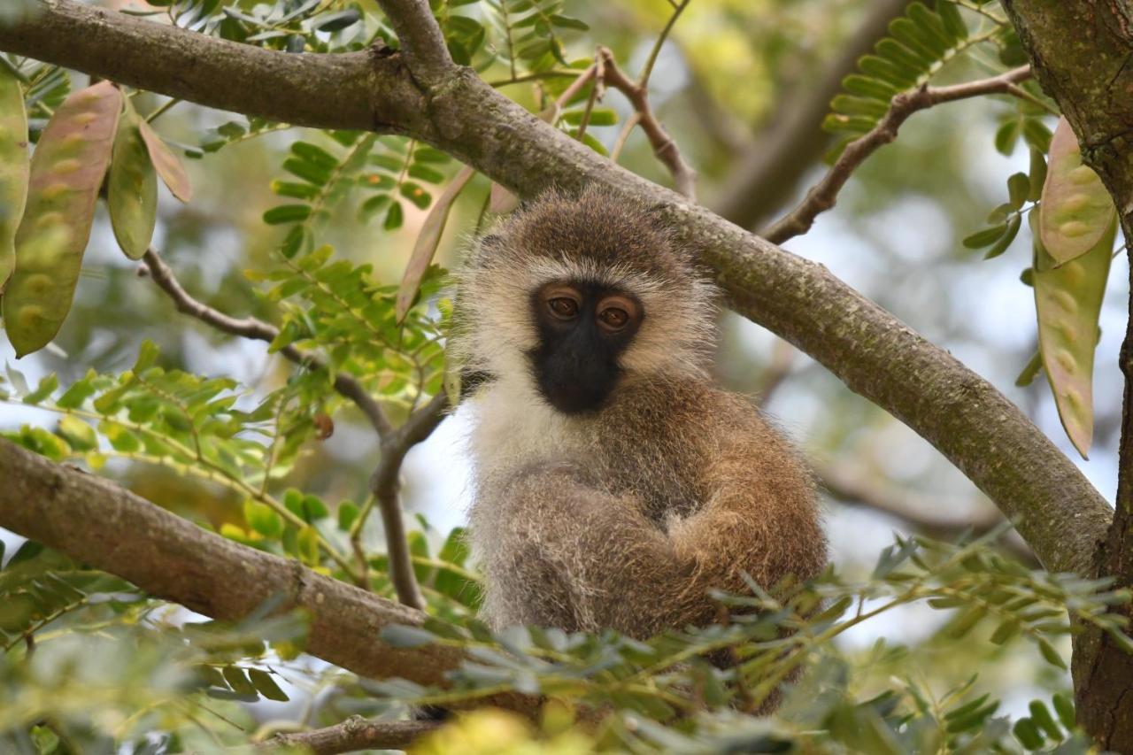 Ngangane Lodge & Reserve フランシスタウン エクステリア 写真