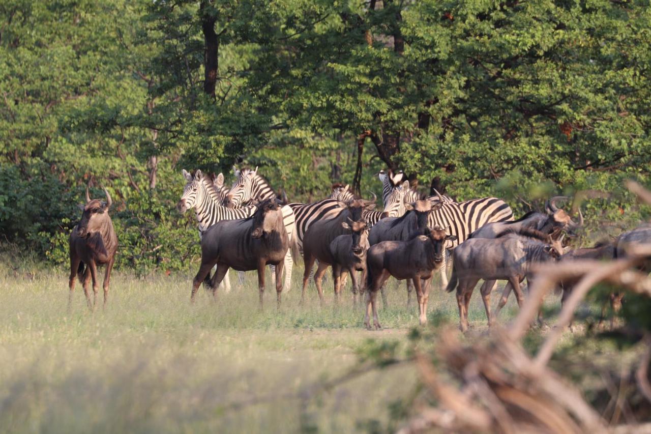 Ngangane Lodge & Reserve フランシスタウン エクステリア 写真