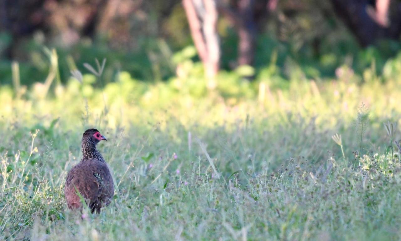 Ngangane Lodge & Reserve フランシスタウン エクステリア 写真