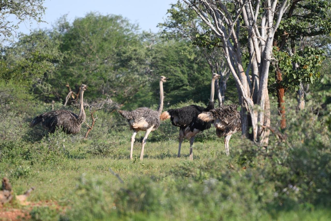 Ngangane Lodge & Reserve フランシスタウン エクステリア 写真