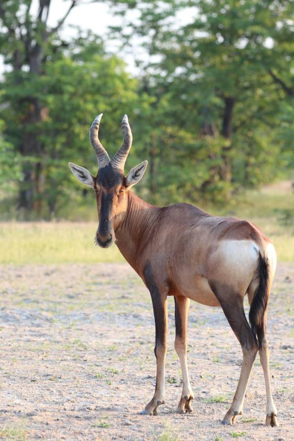 Ngangane Lodge & Reserve フランシスタウン エクステリア 写真