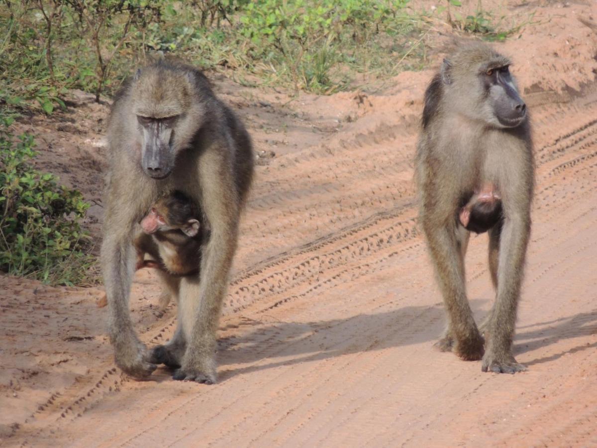 Ngangane Lodge & Reserve フランシスタウン エクステリア 写真