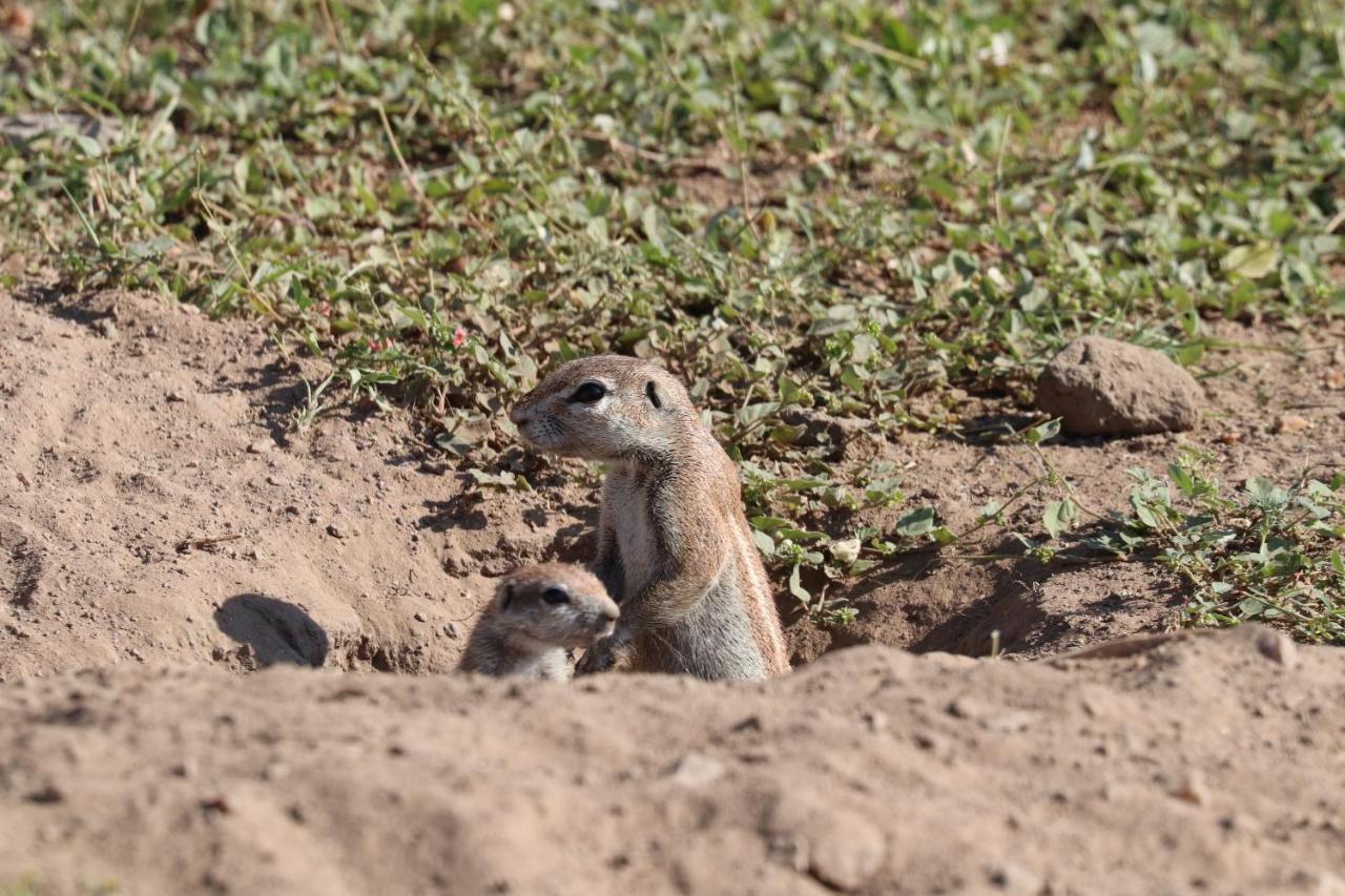 Ngangane Lodge & Reserve フランシスタウン エクステリア 写真