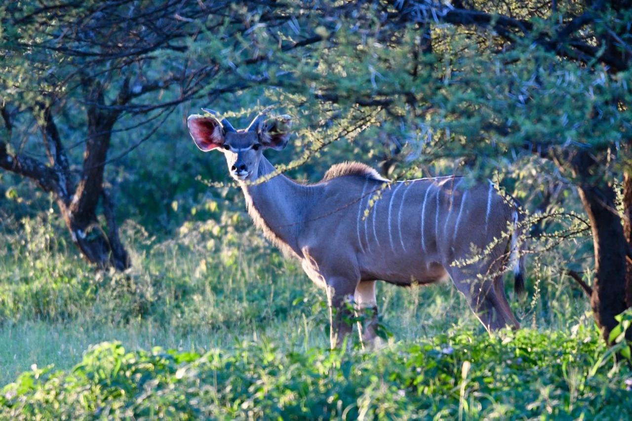 Ngangane Lodge & Reserve フランシスタウン エクステリア 写真