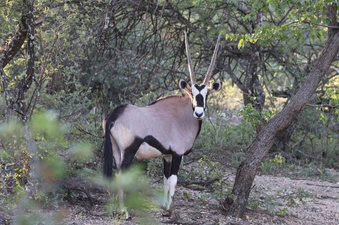 Ngangane Lodge & Reserve フランシスタウン エクステリア 写真