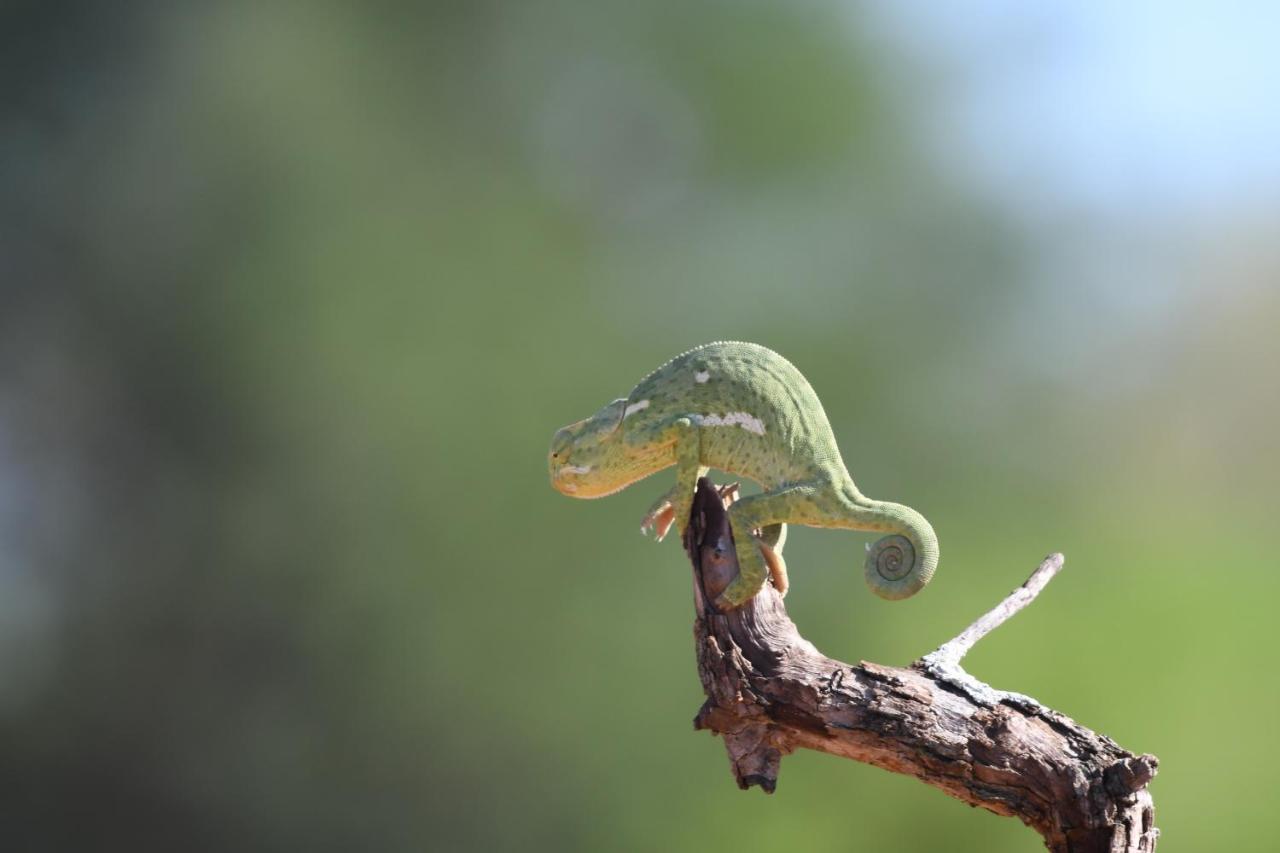 Ngangane Lodge & Reserve フランシスタウン エクステリア 写真